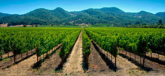 Vineyards Tours